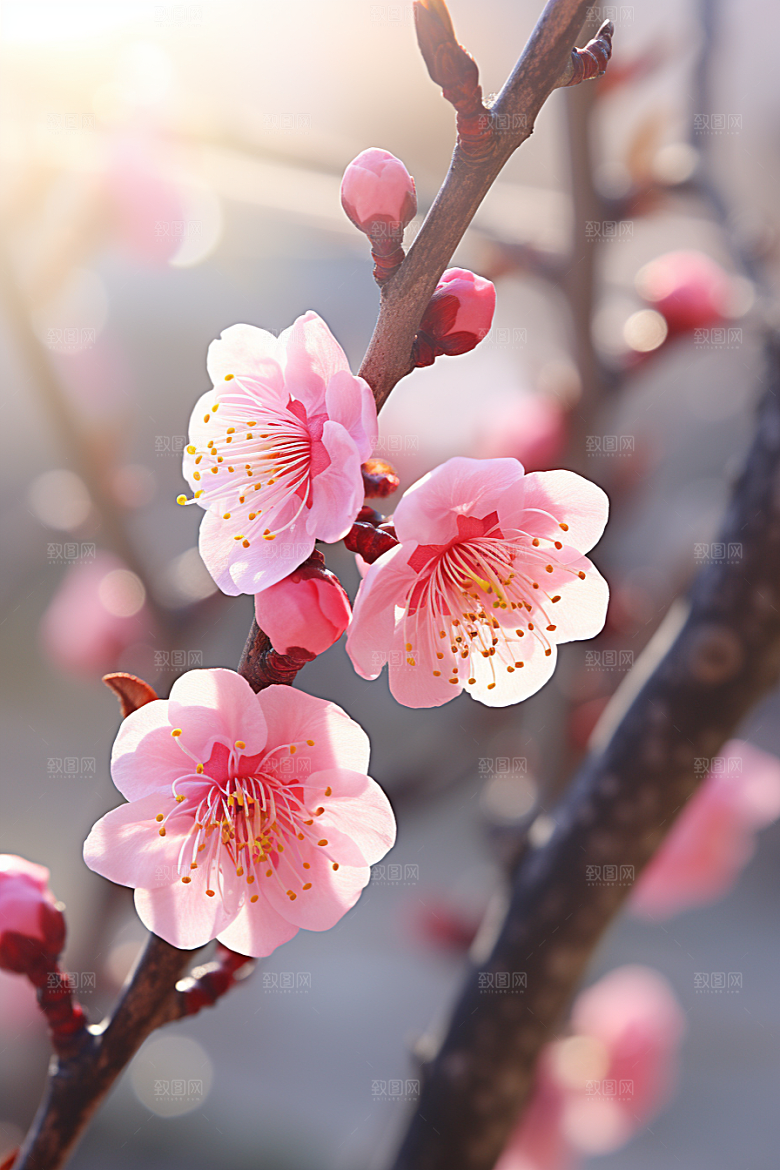 冬天腊梅花冬季寒冷摄影图