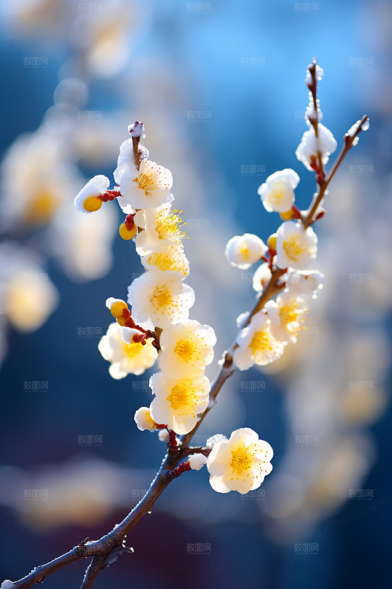 冬天腊梅花花卉优雅摄影图