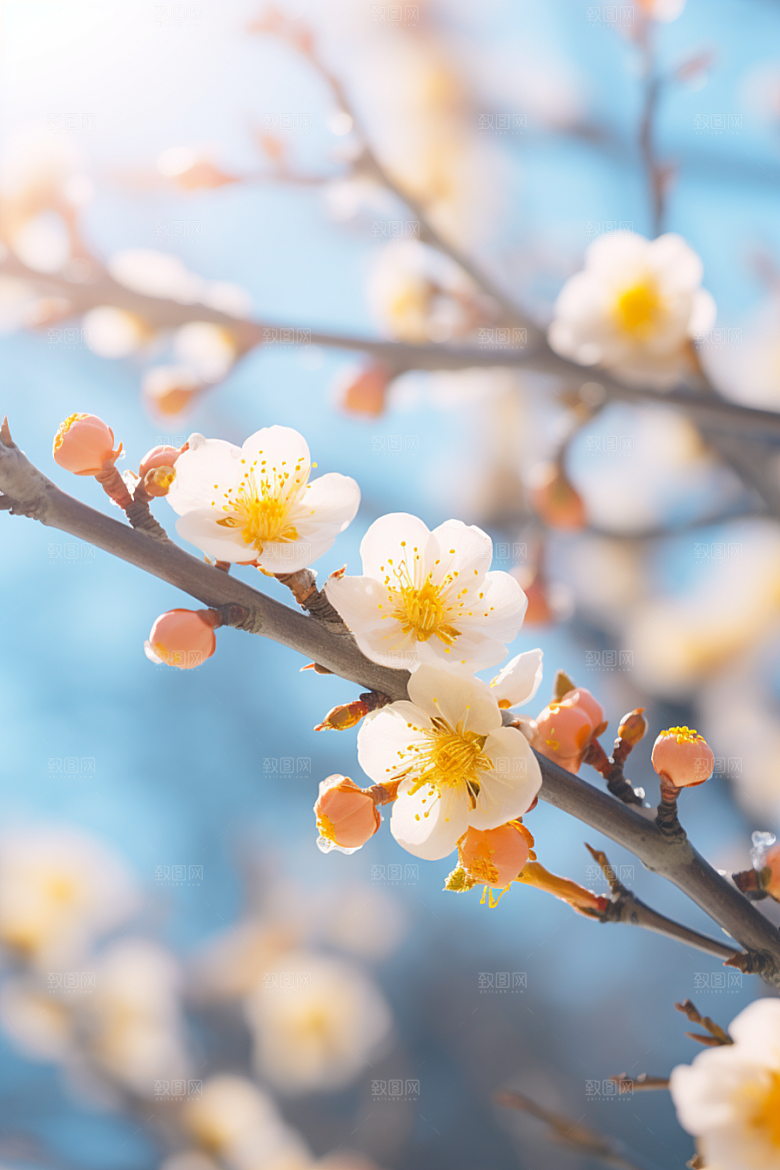 冬天腊梅花芬芳花卉摄影图