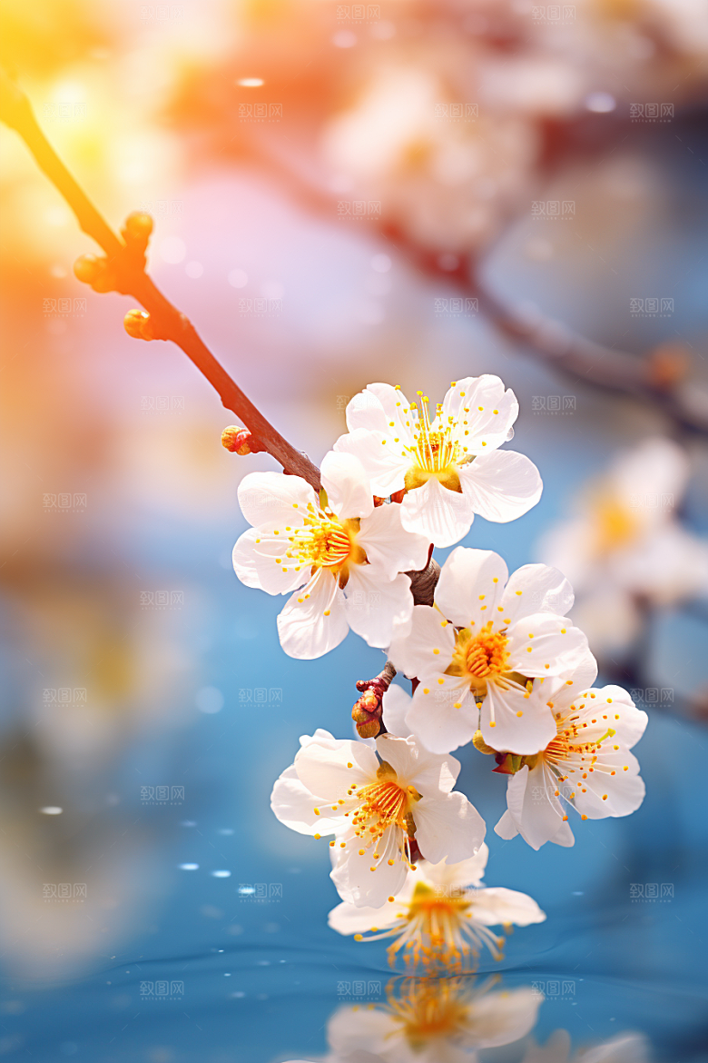 冬天腊梅花芬芳园林摄影图