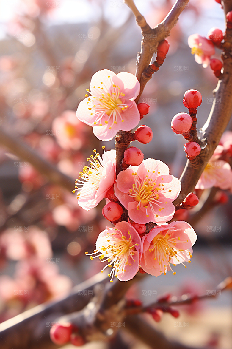 冬天腊梅花优雅芬芳摄影图