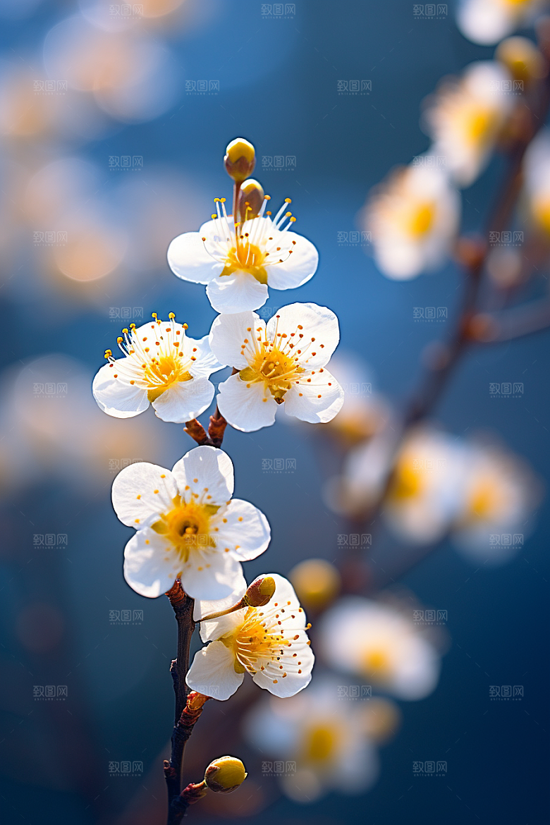 冬天腊梅花芬芳植物摄影图