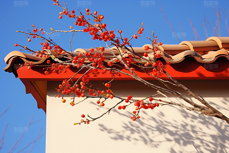冬天腊梅花新中式传统摄影图