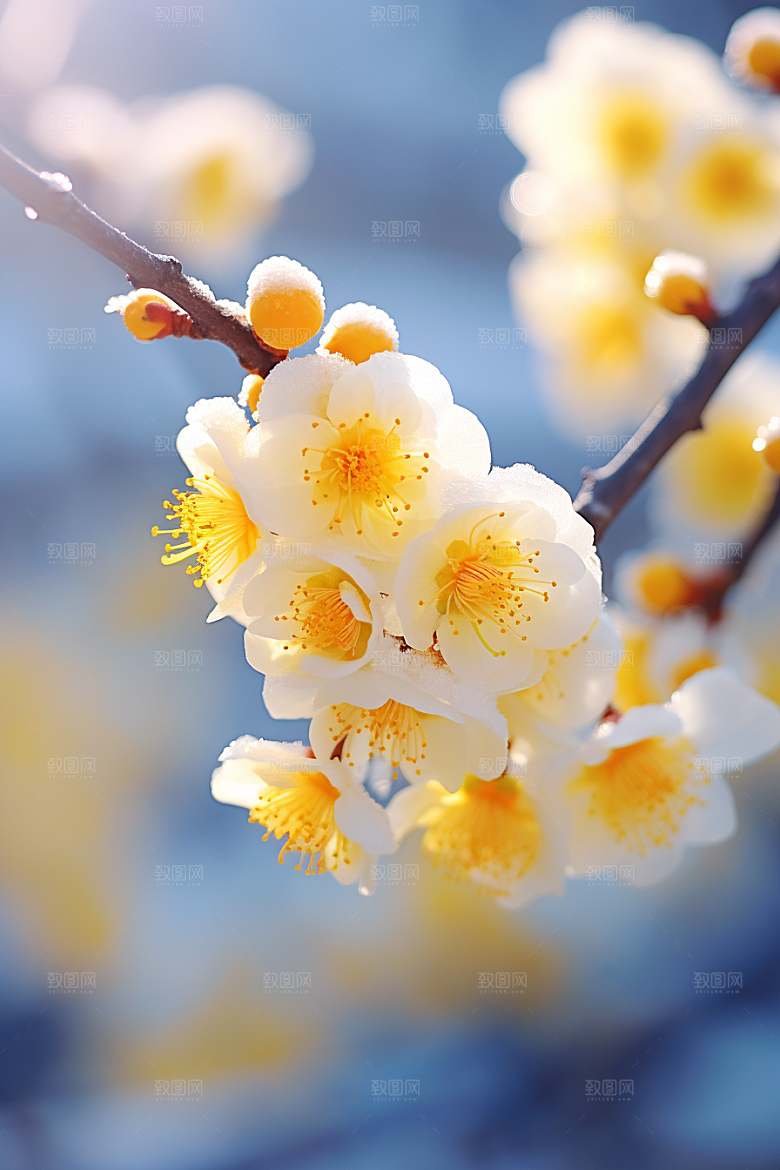 冬天腊梅花园林高清摄影图