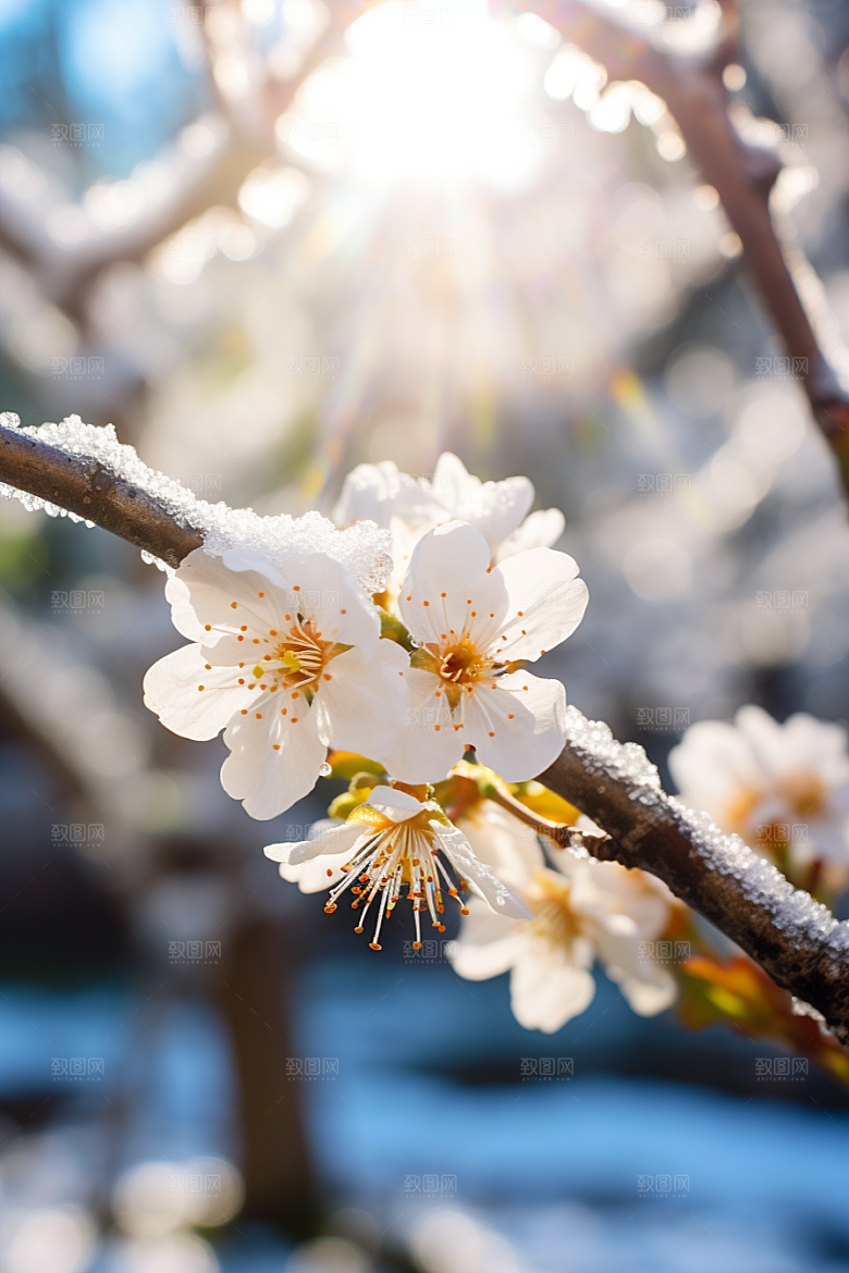 冬天腊梅花芬芳花卉摄影图