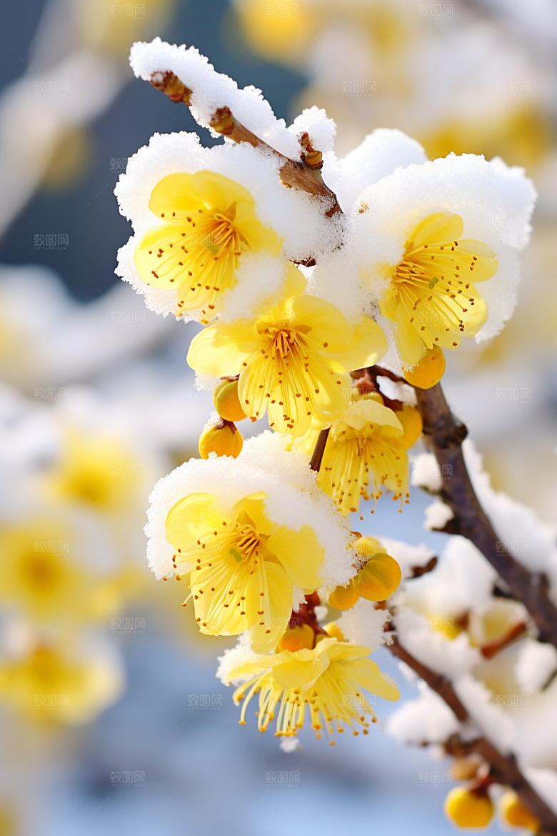 冬天腊梅花园林芬芳摄影图