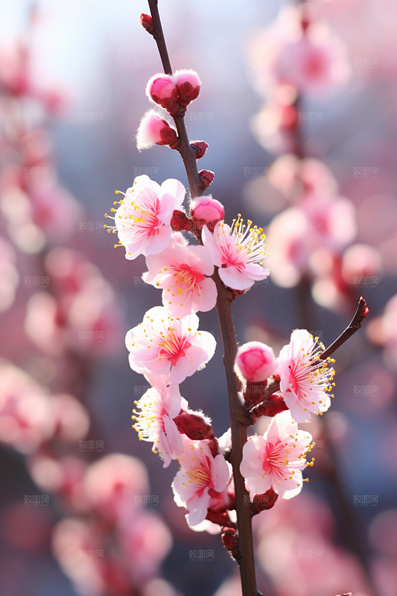 冬天腊梅花自然花卉摄影图