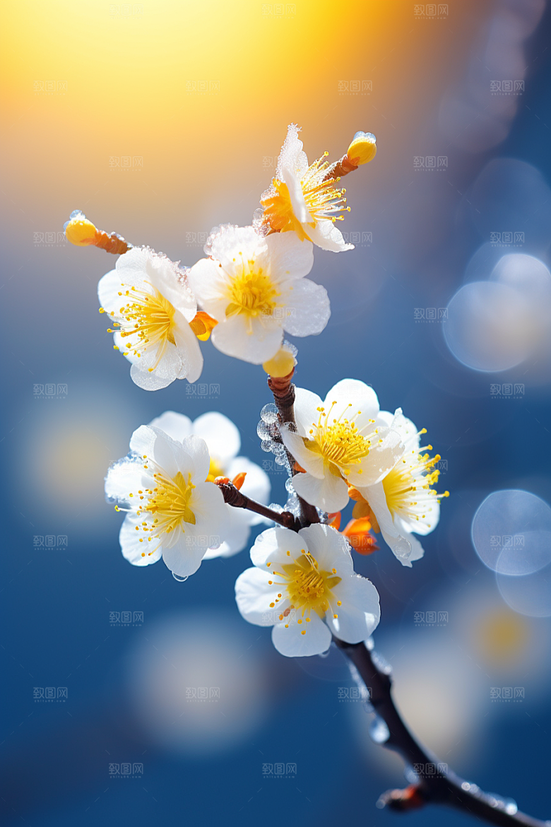 冬天腊梅花冬季芬芳摄影图