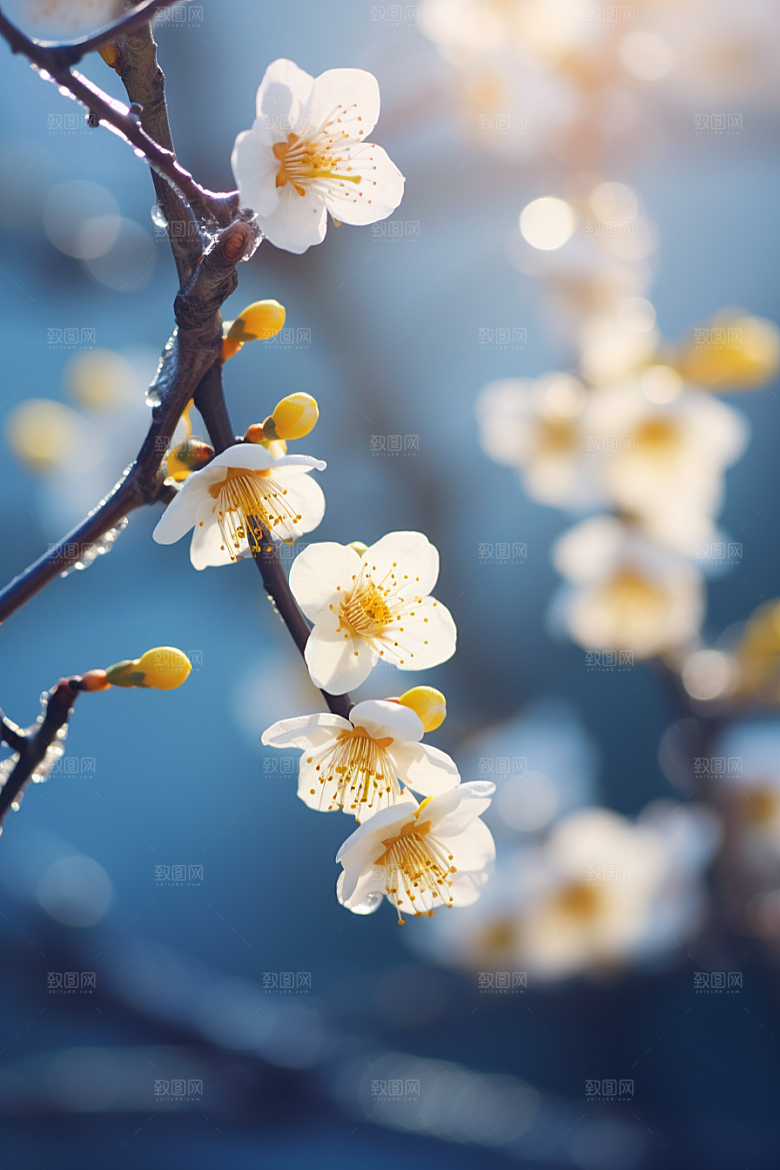 冬天腊梅花高清自然摄影图