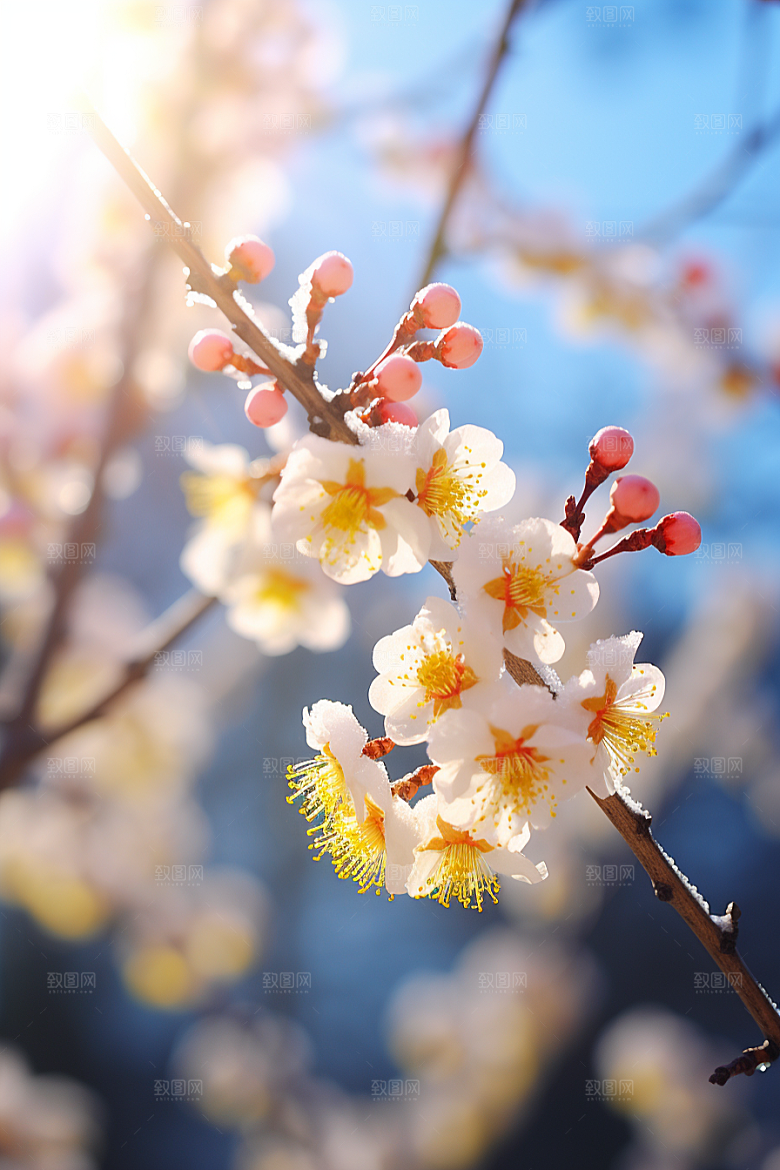 冬天腊梅花芬芳寒冷摄影图