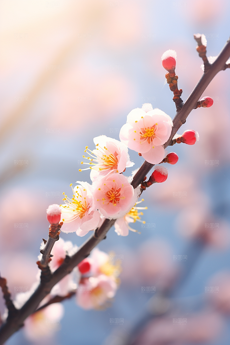 冬天腊梅花高清芬芳摄影图