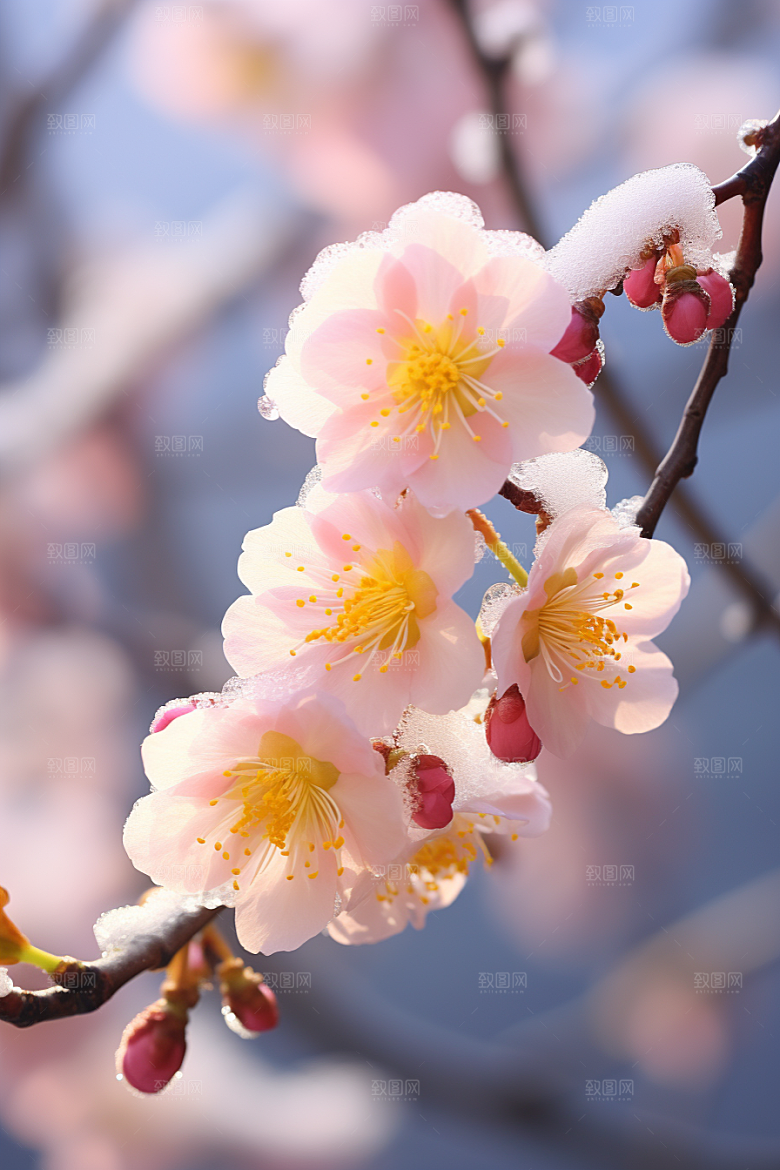 冬天腊梅花植物芬芳摄影图