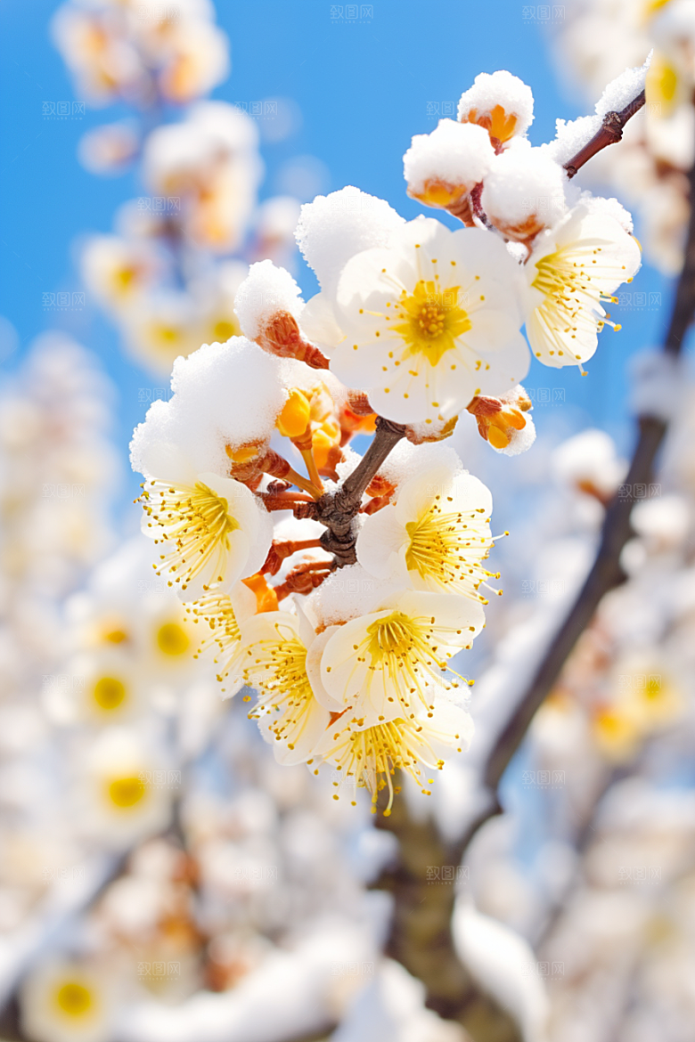 冬天腊梅花园林花卉摄影图