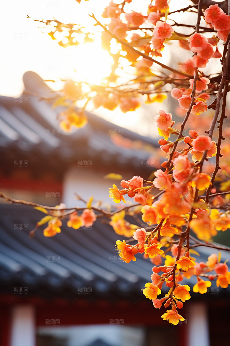 冬天腊梅花新中式自然摄影图