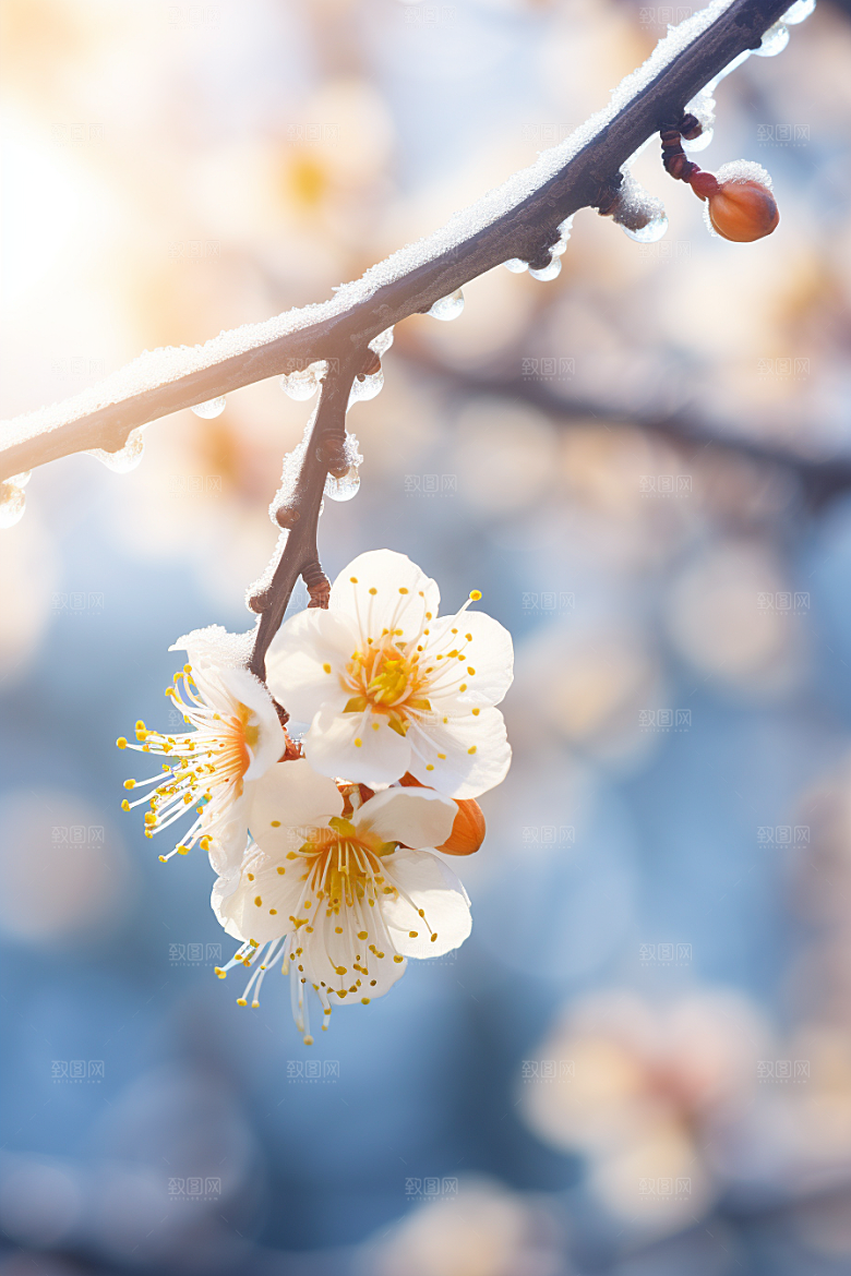 冬天腊梅花新中式芬芳摄影图