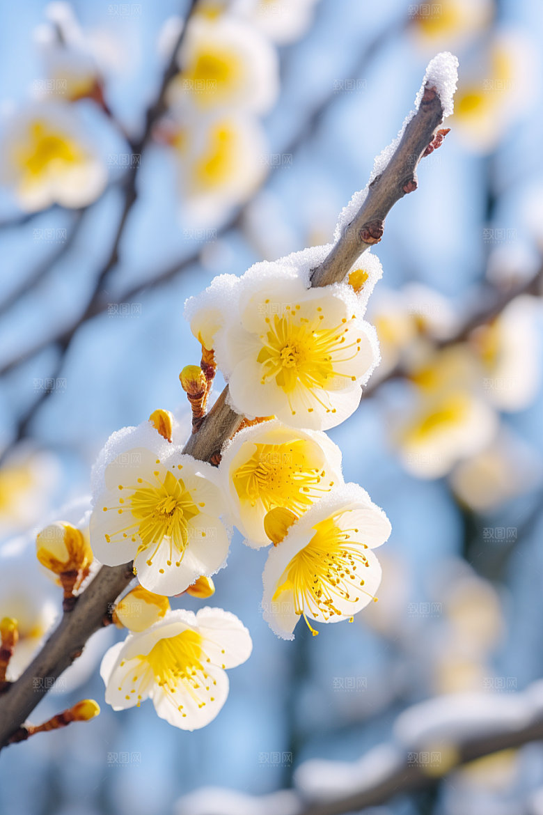冬天腊梅花花卉芬芳摄影图
