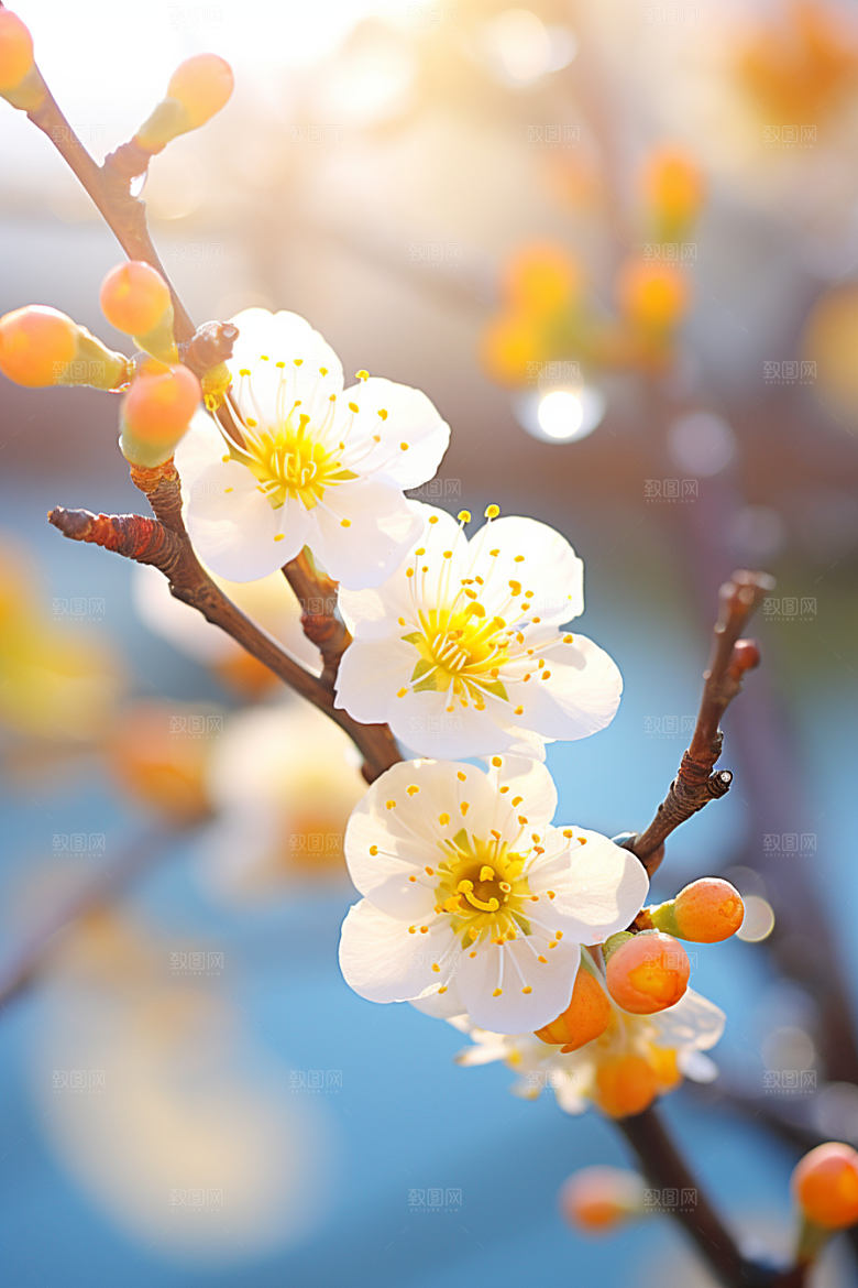 冬天腊梅花寒冷自然摄影图