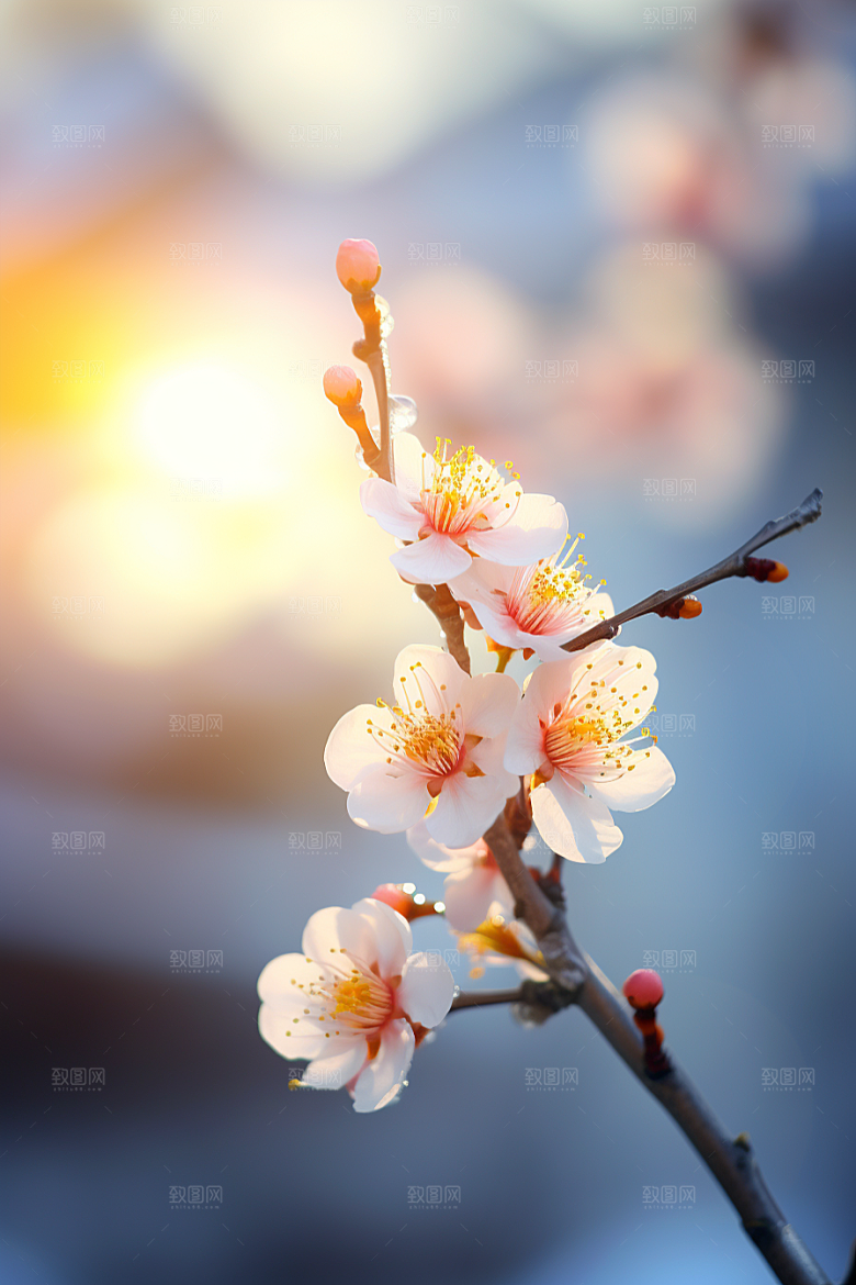 冬天腊梅花冬季传统摄影图