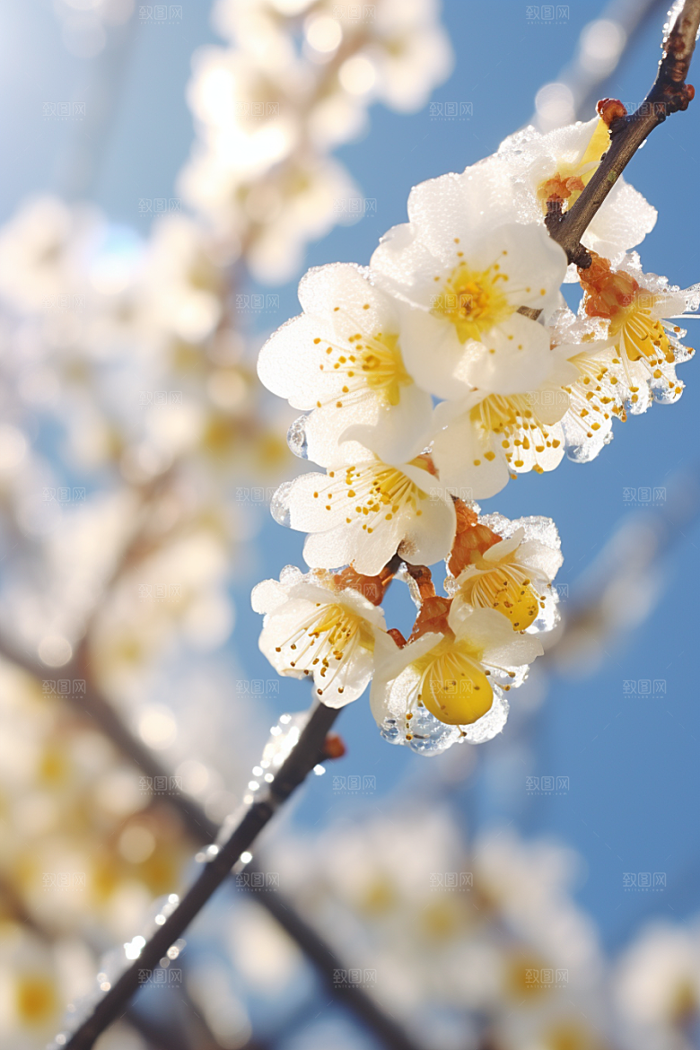 冬天腊梅花传统寒冷摄影图