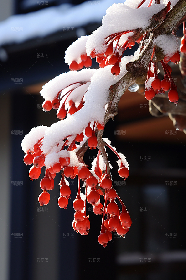 冬天腊梅花寒冷传统摄影图