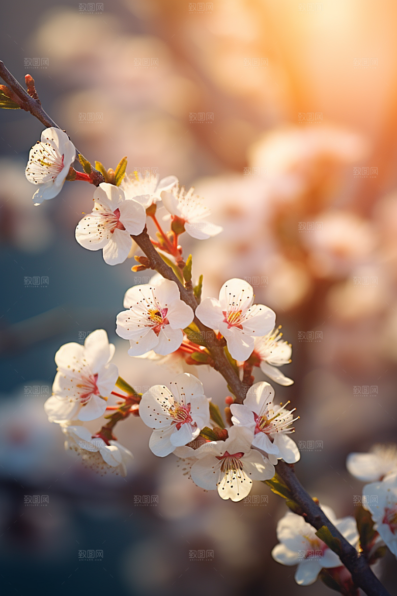 冬天腊梅花高清园林摄影图