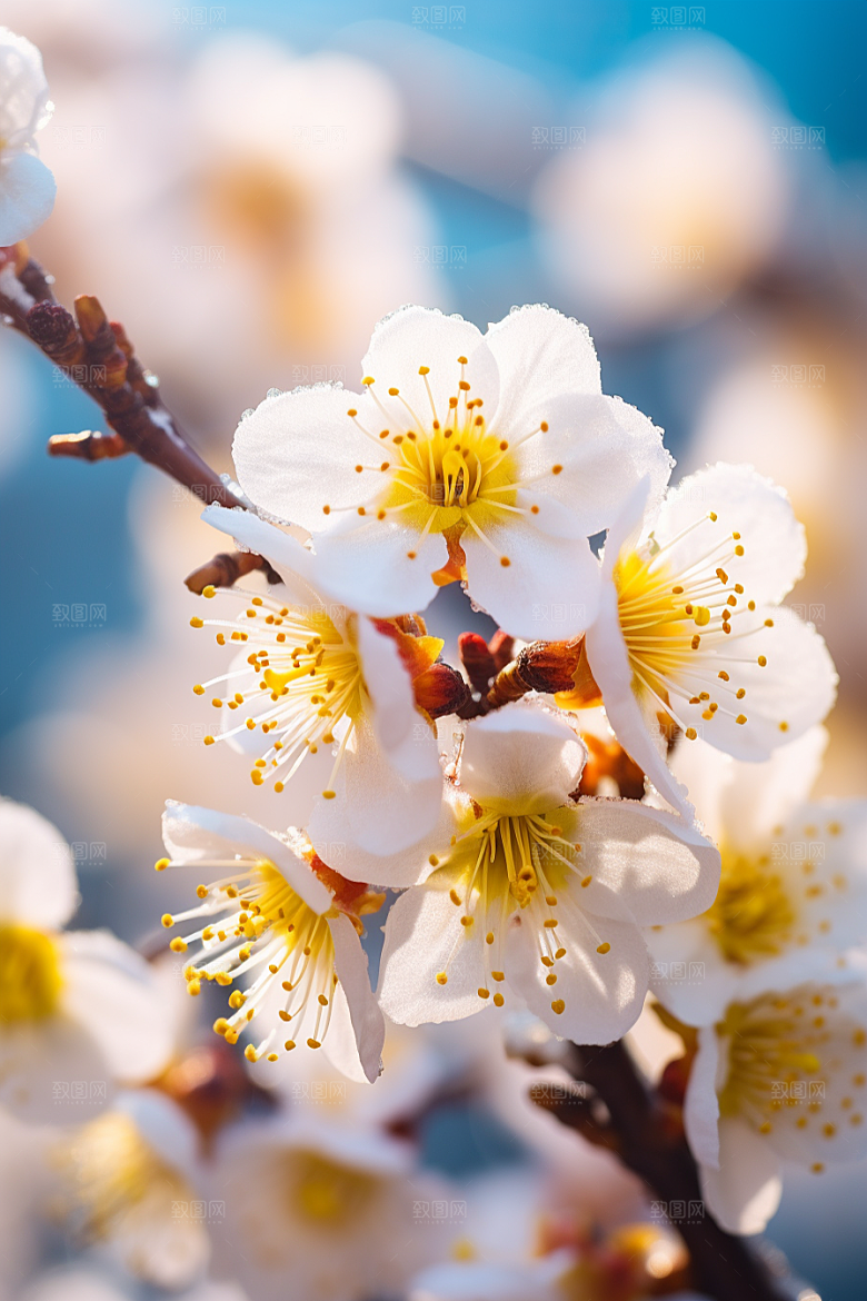 冬天腊梅花自然芬芳摄影图