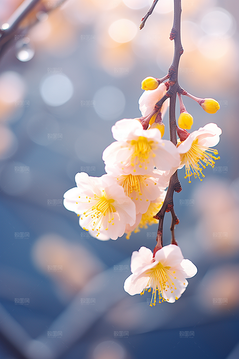 冬天腊梅花花卉植物摄影图