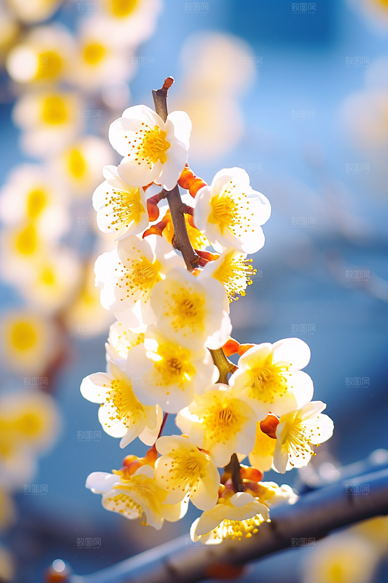 冬天腊梅花植物寒冷摄影图