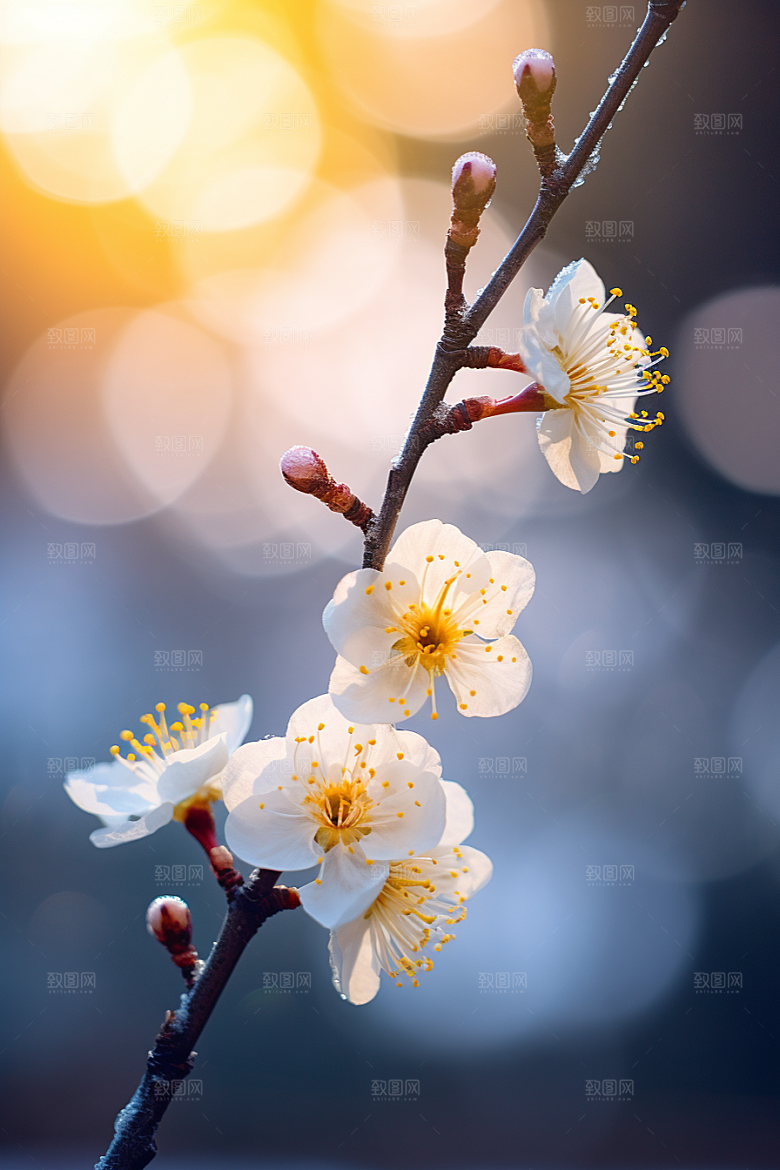冬天腊梅花寒冷芬芳摄影图