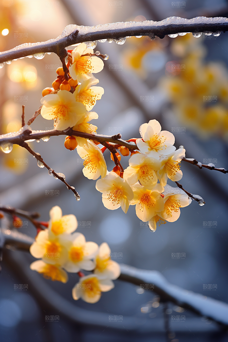 冬天腊梅花园林传统摄影图
