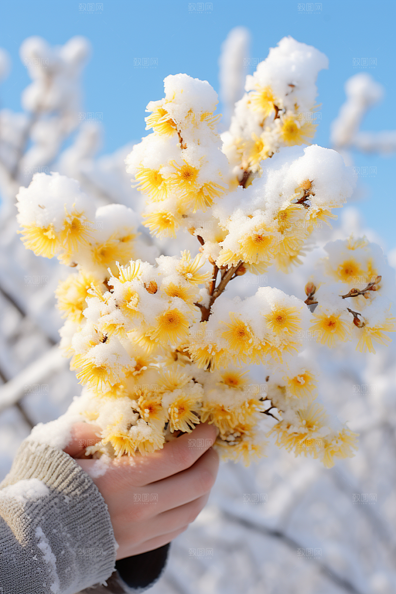 冬天腊梅花芬芳新中式摄影图