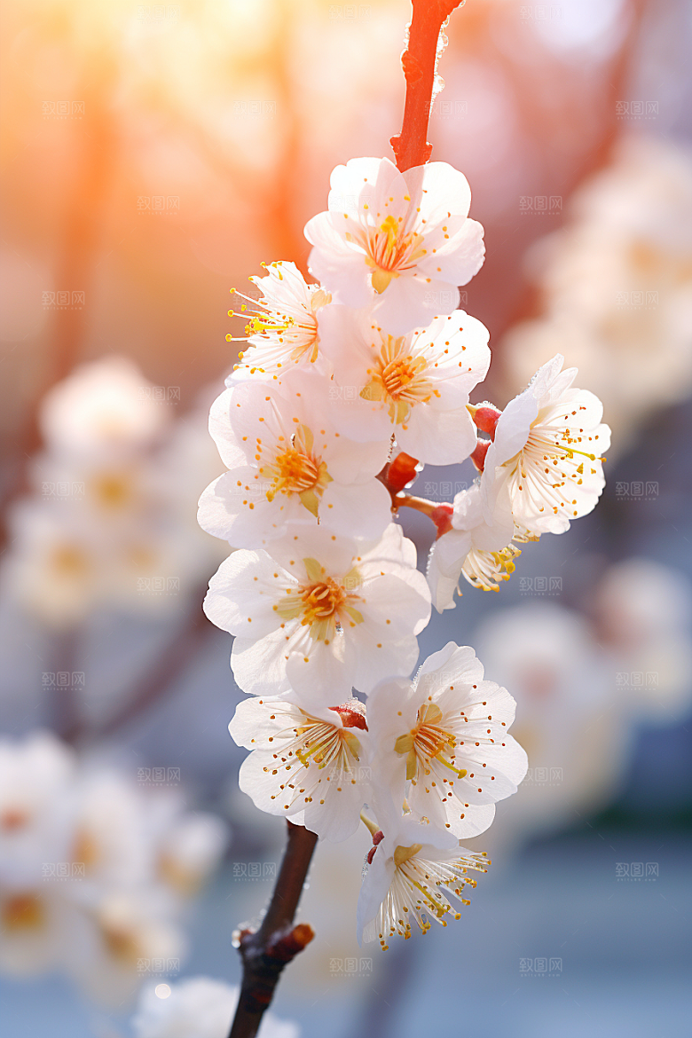 冬天腊梅花传统芬芳摄影图