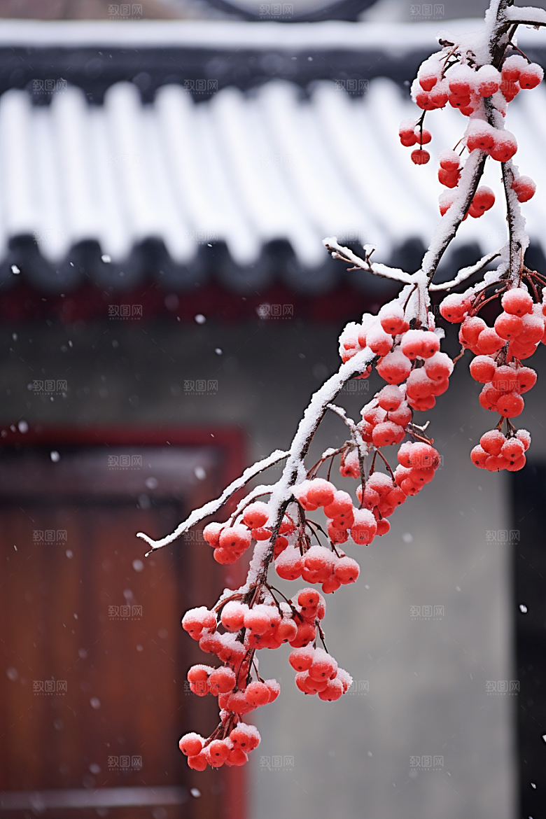冬天腊梅花园林花卉摄影图