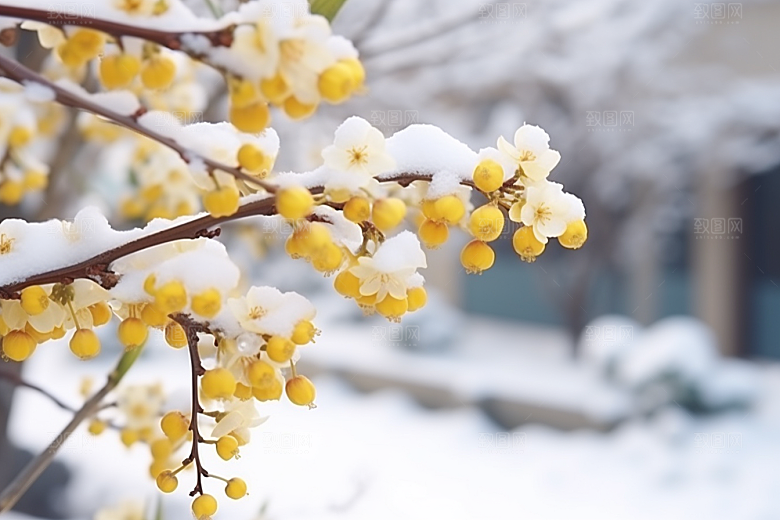 冬天腊梅花花卉寒冷摄影图