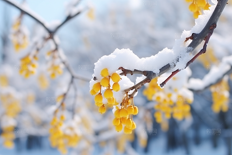 冬天腊梅花芬芳植物摄影图