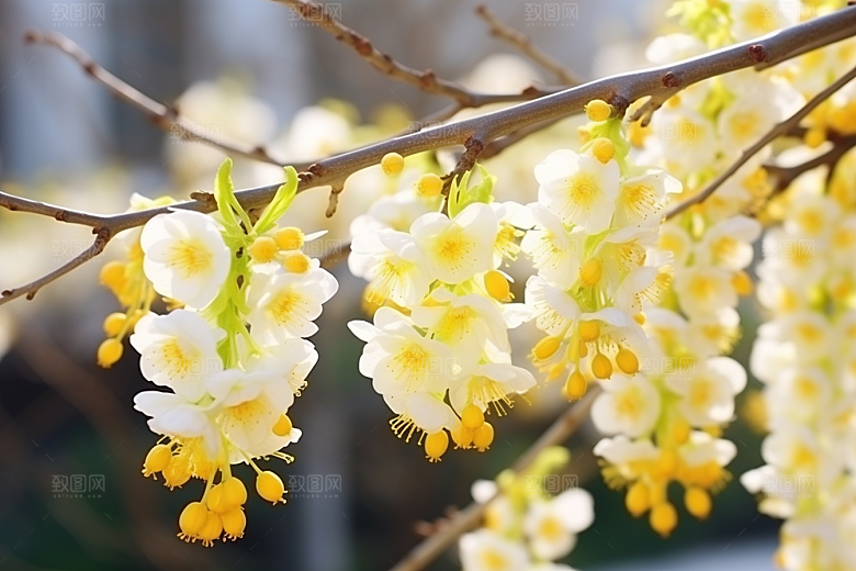冬天腊梅花寒冷冬季摄影图