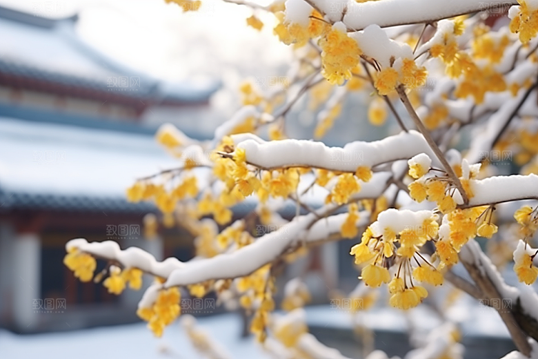 冬天腊梅花花卉芬芳摄影图