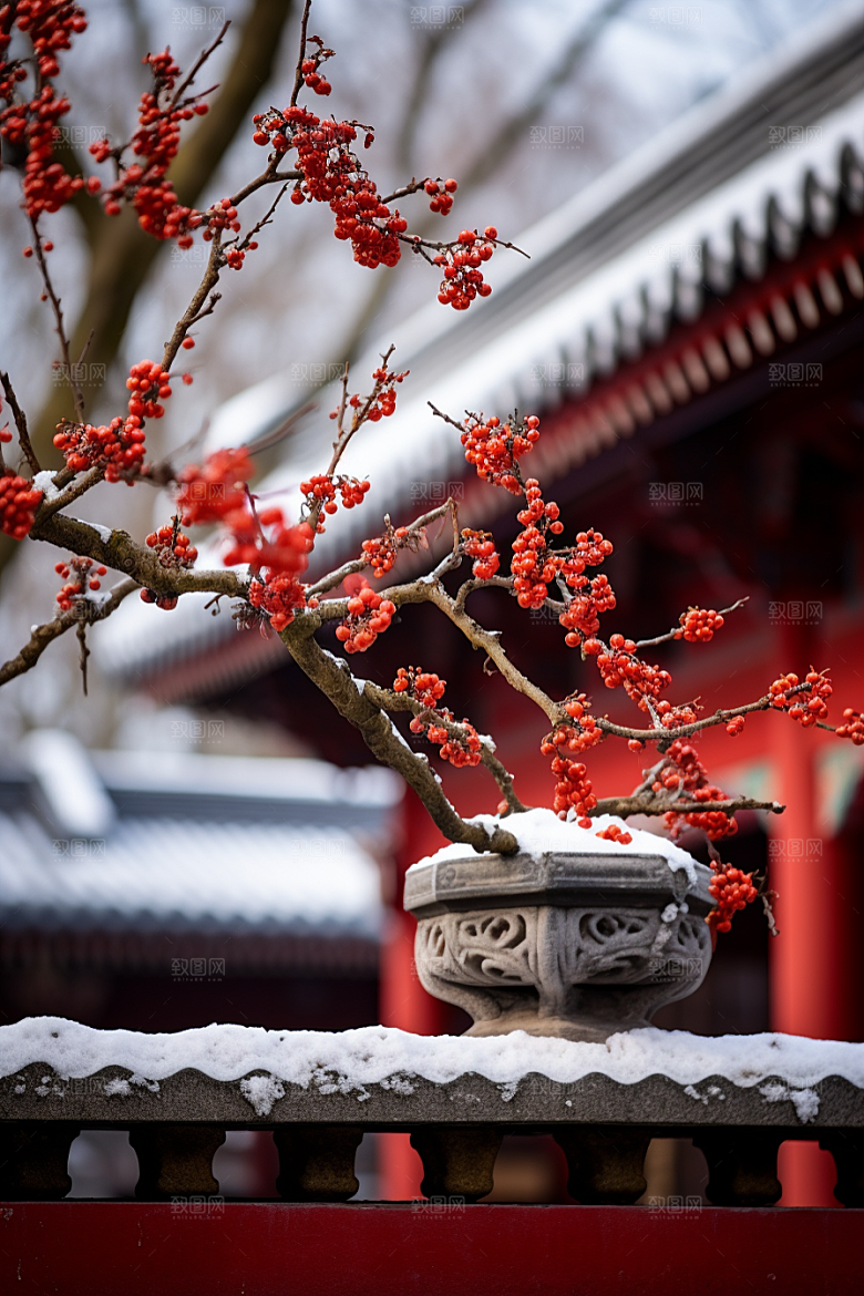 冬天腊梅花植物冬季摄影图