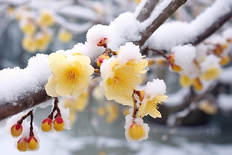 冬天腊梅花寒冷芬芳摄影图
