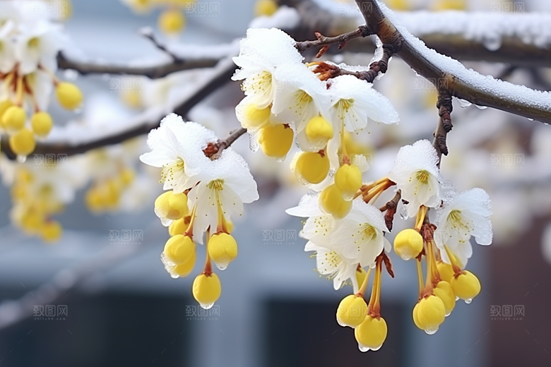 冬天腊梅花植物新中式摄影图