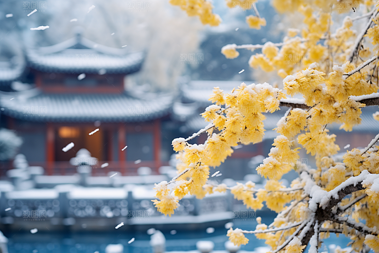 冬天腊梅花冬季传统摄影图