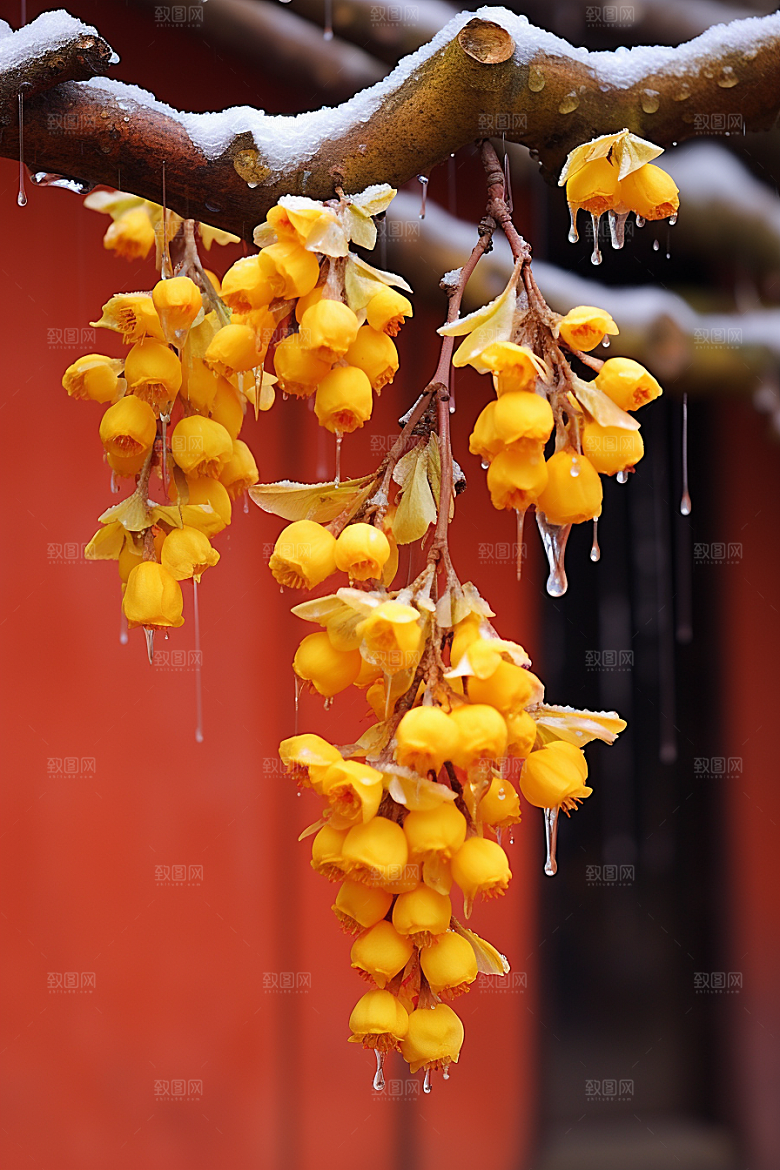 冬天腊梅花花卉高清摄影图