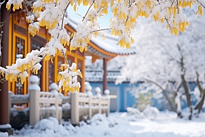 冬天腊梅花高清芬芳摄影图