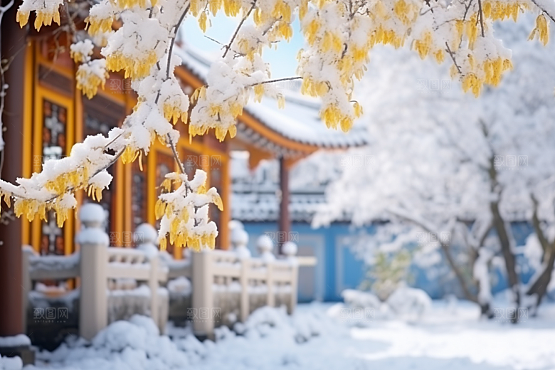 冬天腊梅花高清芬芳摄影图