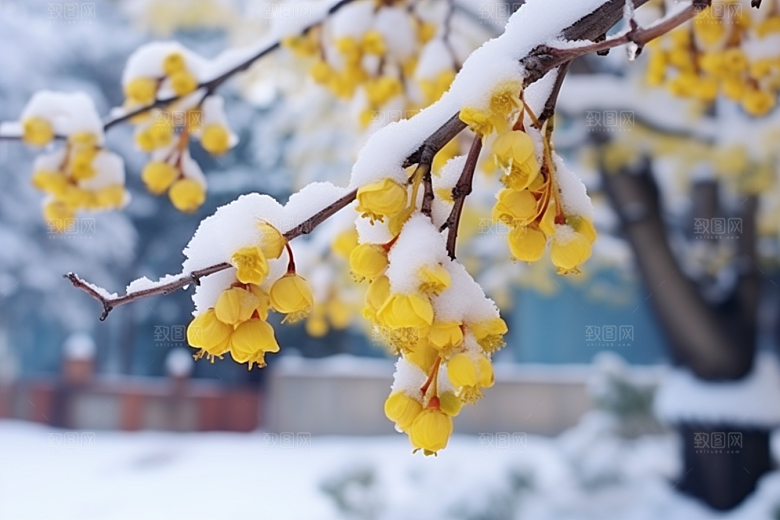 冬天腊梅花花卉新中式摄影图