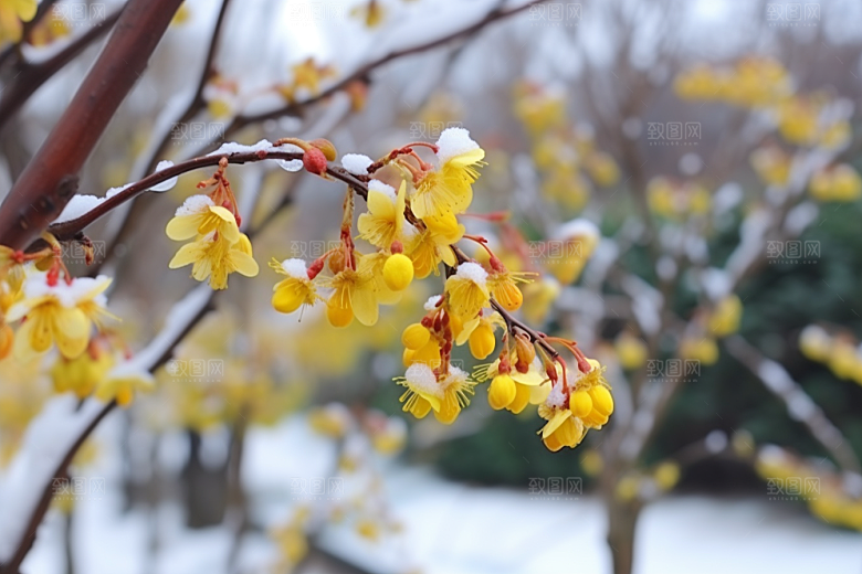 冬天腊梅花优雅芬芳摄影图