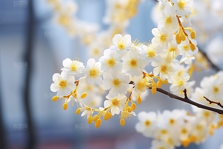 冬天腊梅花传统自然摄影图