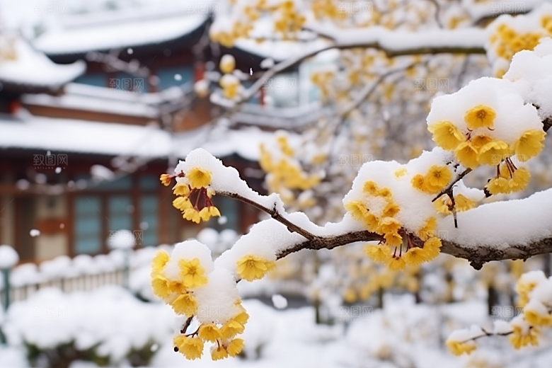 冬天腊梅花花卉寒冷摄影图