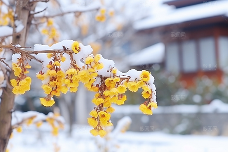 冬天腊梅花植物芬芳摄影图