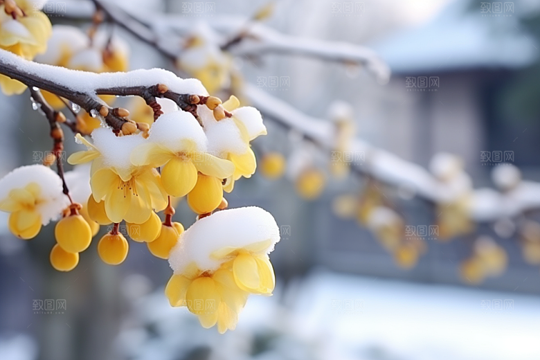 冬天腊梅花自然传统摄影图